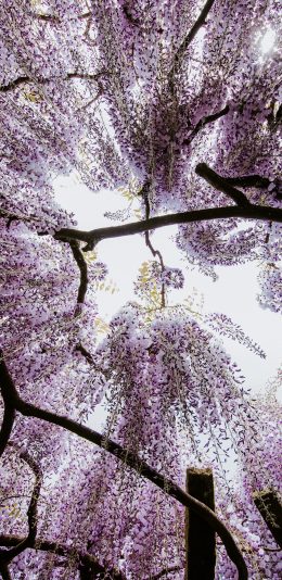 [2436x1125]紫藤 花季 紫藤花 盛开 苹果手机壁纸图片