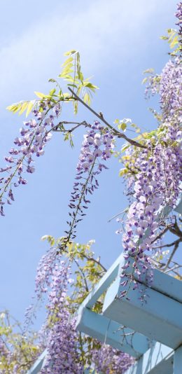[2436x1125]紫藤花 垂落 天空 花季 苹果手机壁纸图片