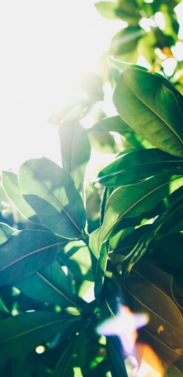 [2436x1125]绿叶 枝叶 阳光 自然 苹果手机壁纸图片