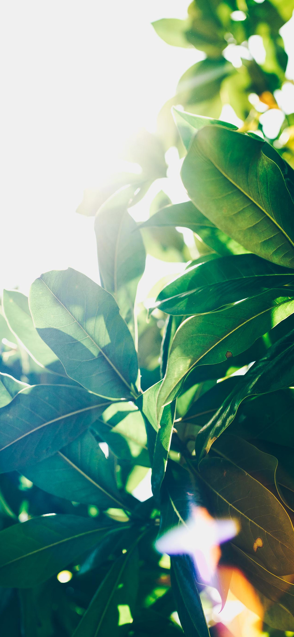 [2436×1125]绿叶 枝叶 阳光 自然 苹果手机壁纸图片