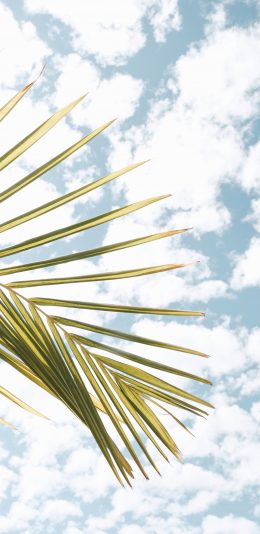 [2436x1125]绿植 枝叶 白云 蓝天 苹果手机壁纸图片