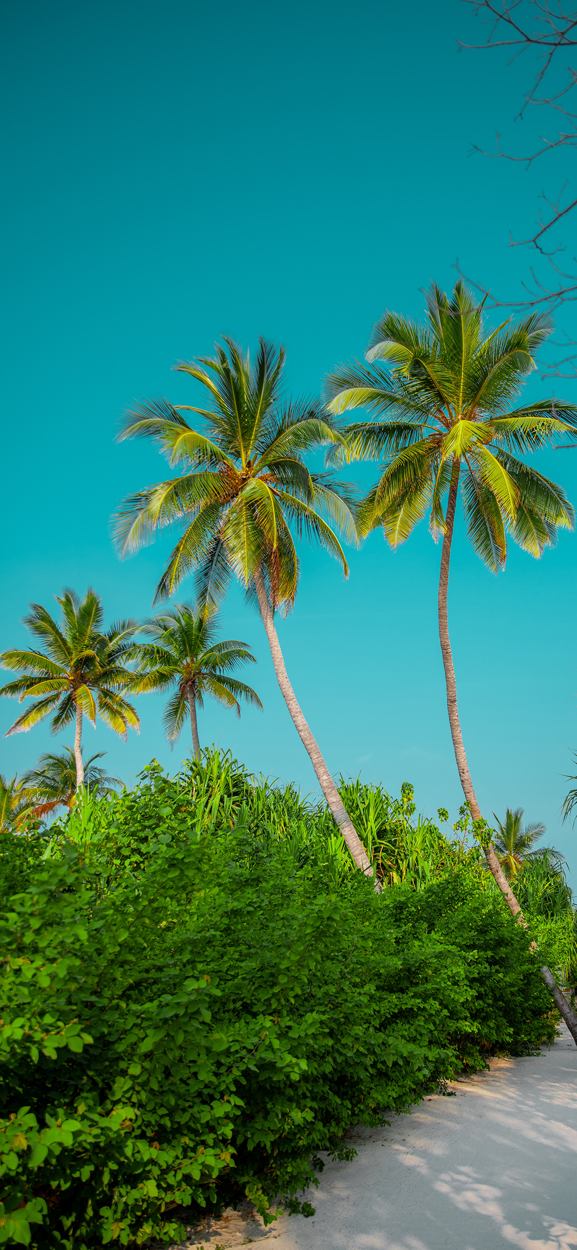 [2436×1125]绿植 树木 椰树 绿化 苹果手机壁纸图片