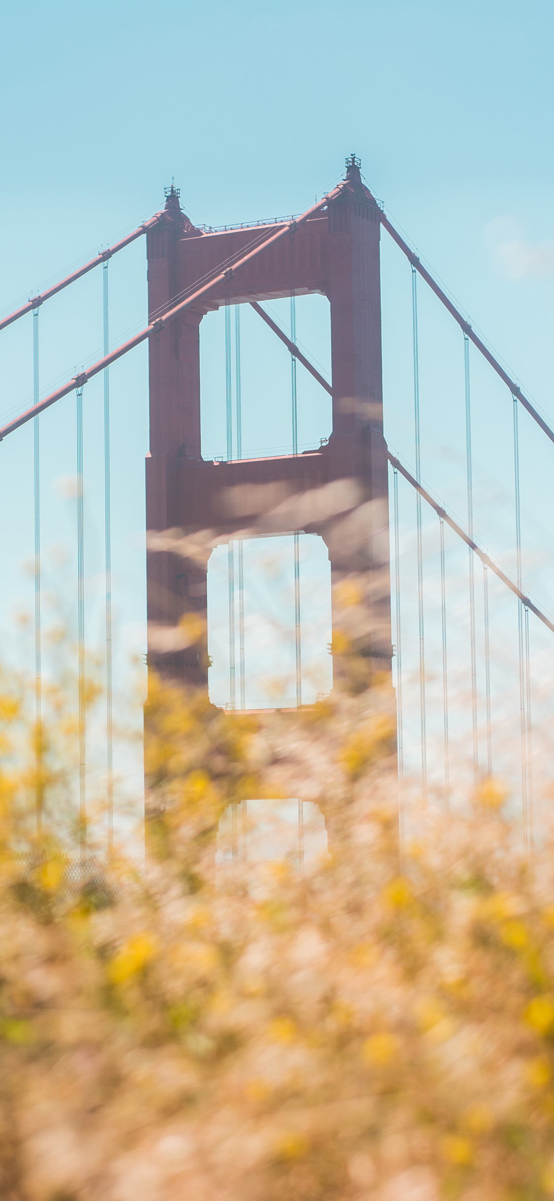 [2436×1125]美国 标志性建筑 金山大桥 鲜花 苹果手机壁纸图片