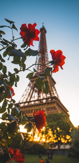 [2436x1125]背景 巴黎铁塔 鲜花 红玫瑰 苹果手机壁纸图片