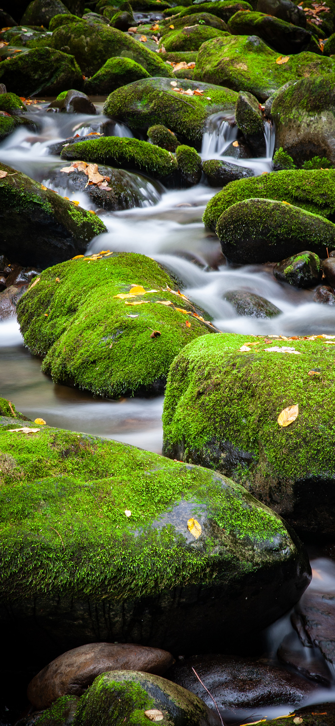 [2436×1125]自然 小溪 石头 青苔 流水 美景 苹果手机壁纸图片