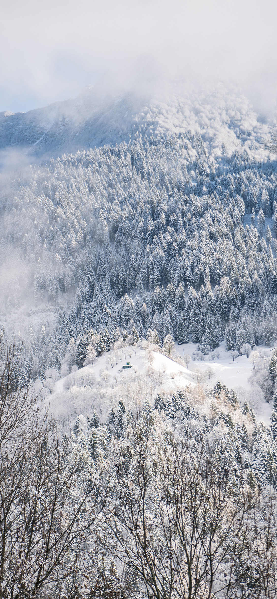 [2436×1125]自然 山峰 树木 雪景 唯美 苹果手机壁纸图片