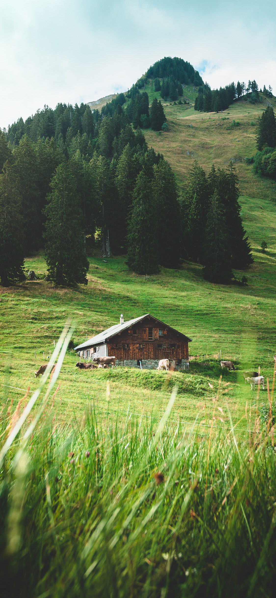 [2436×1125]自然 山峰 植被 小木屋 牛群 苹果手机壁纸图片