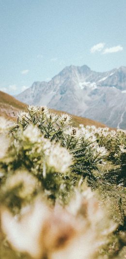 [2436x1125]自然 山峰 美景 野花 苹果手机壁纸图片