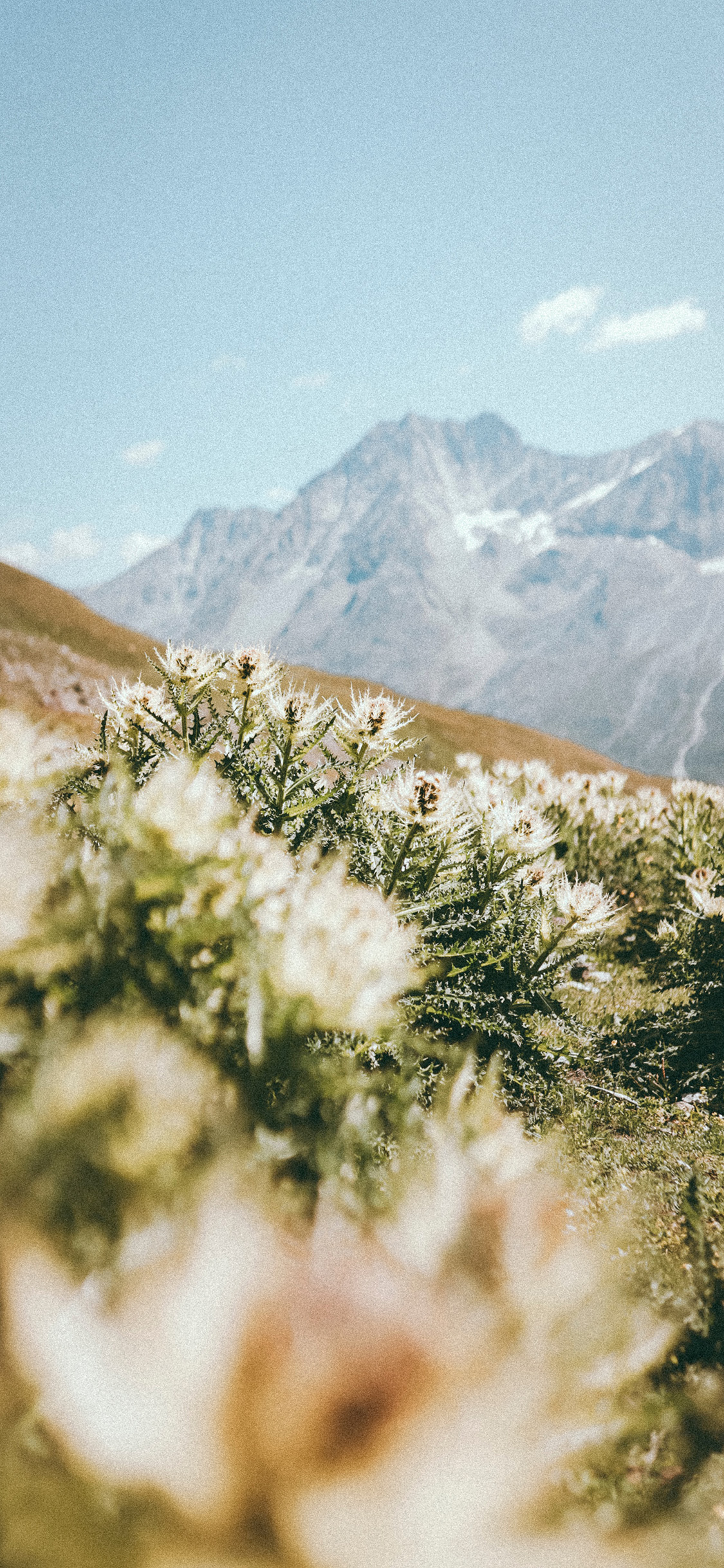 [2436×1125]自然 山峰 美景 野花 苹果手机壁纸图片