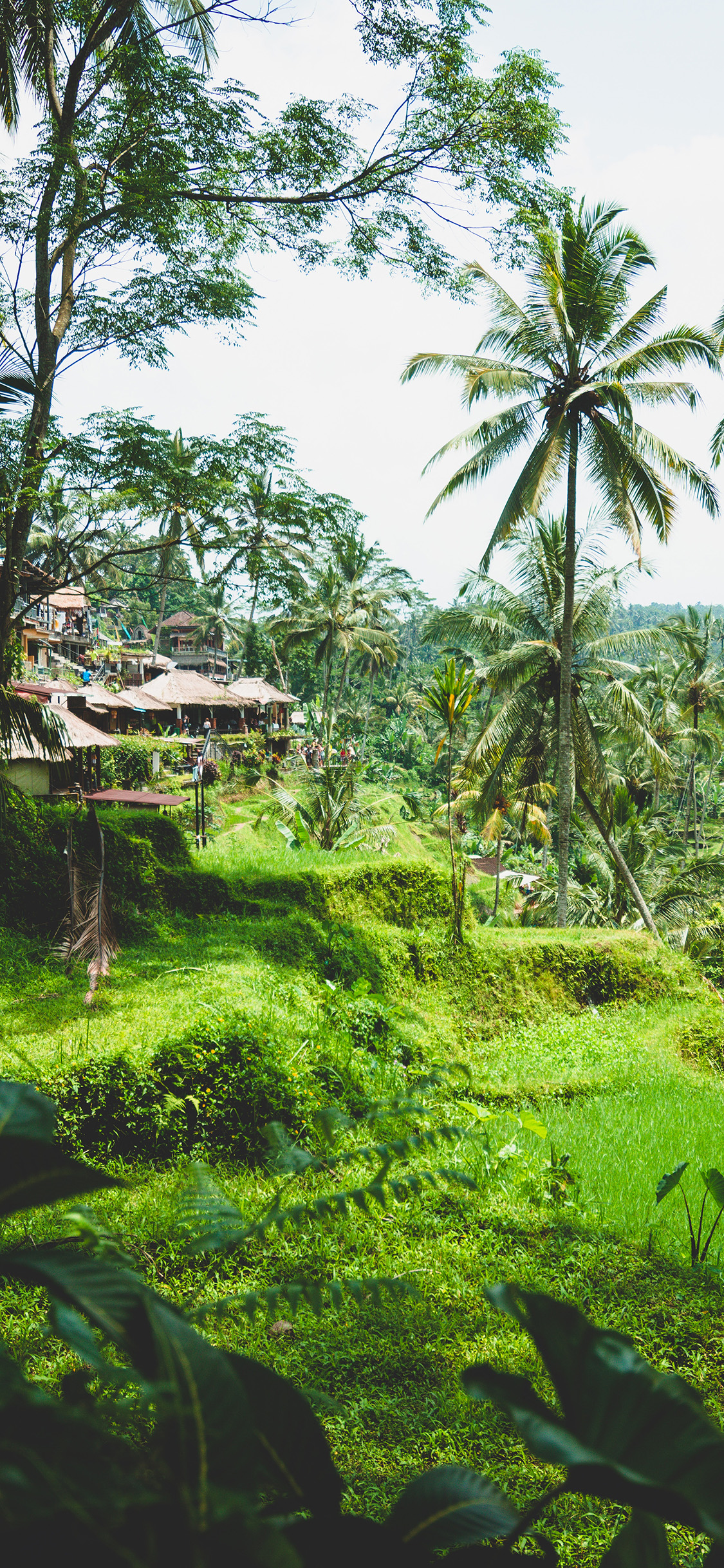 [2436×1125]自然 景点 绿化 建筑 苹果手机壁纸图片