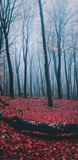 [2436x1125]自然 树林 落叶 静谧 苹果手机壁纸图片
