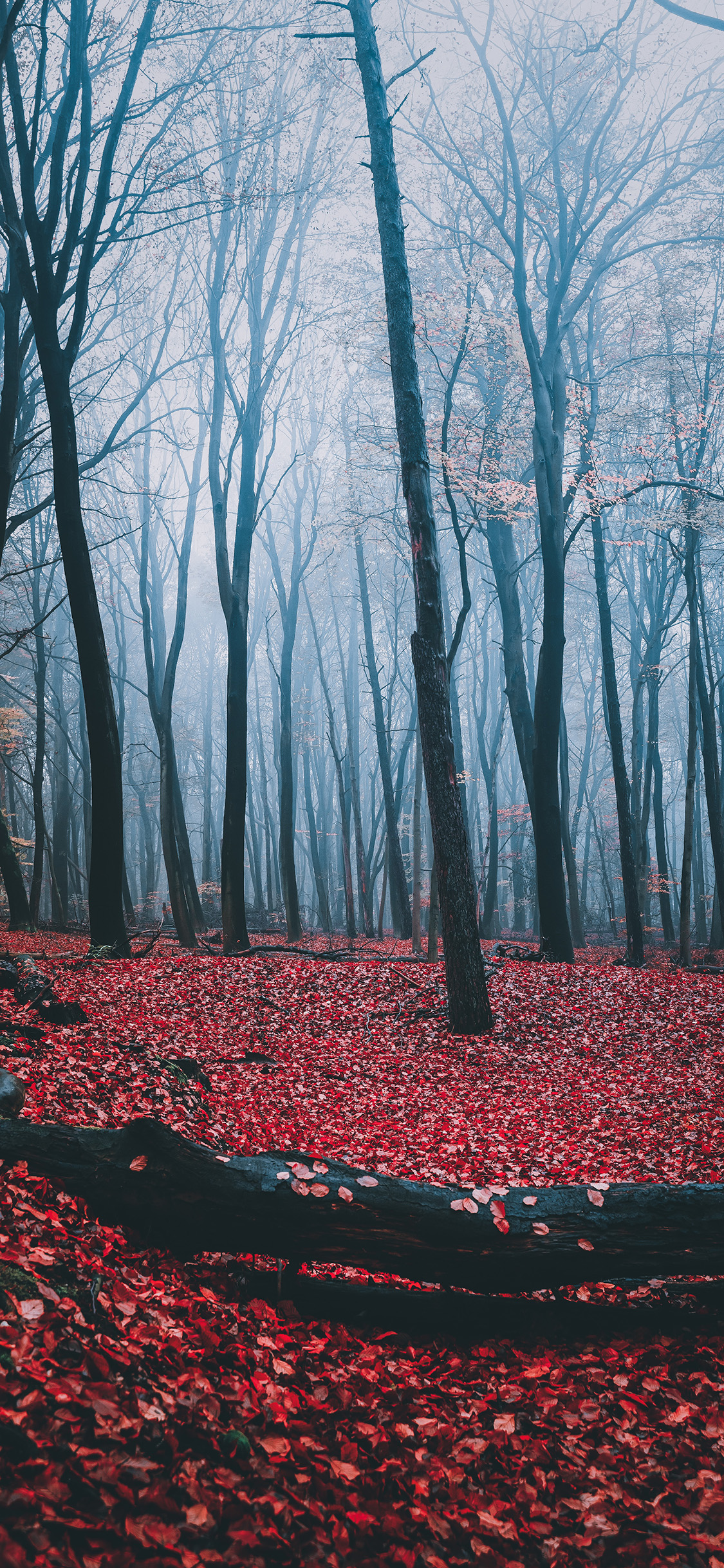 [2436×1125]自然 树林 落叶 静谧 苹果手机壁纸图片