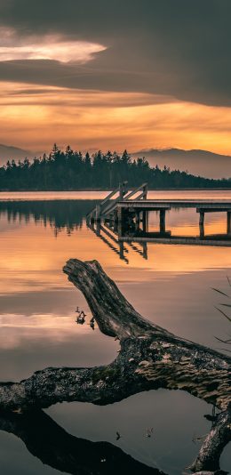[2436x1125]自然 湖泊 树干 夕阳 苹果手机壁纸图片