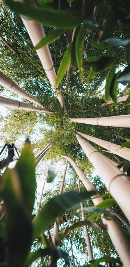 [2436x1125]自然 竹林 竹子 枝叶 苹果手机壁纸图片