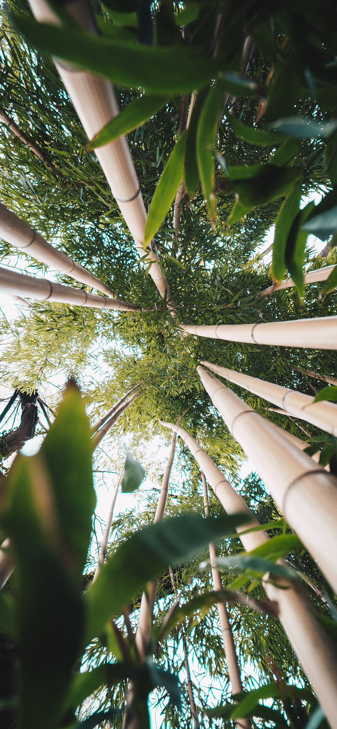 [2436×1125]自然 竹林 竹子 枝叶 苹果手机壁纸图片