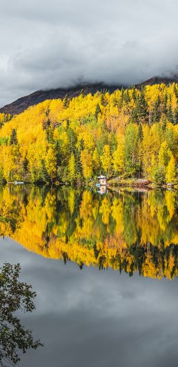 [2436x1125]自然 美景 树木 黄色 苹果手机壁纸图片