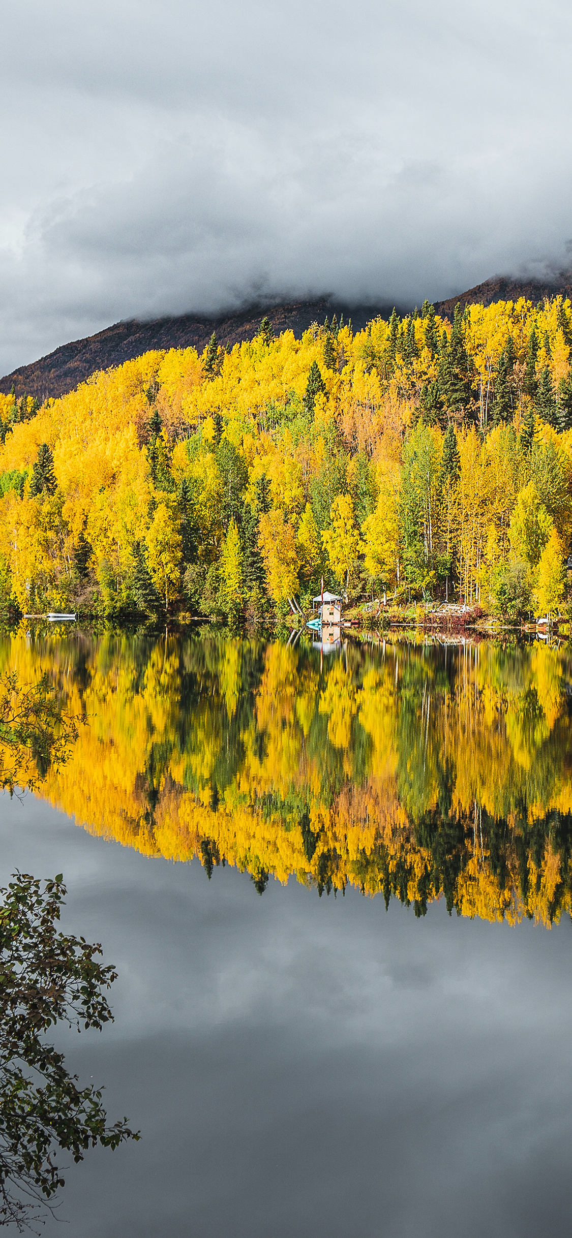 [2436×1125]自然 美景 树木 黄色 苹果手机壁纸图片