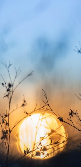 [2436x1125]自然 美景 植物 阳光 苹果手机壁纸图片