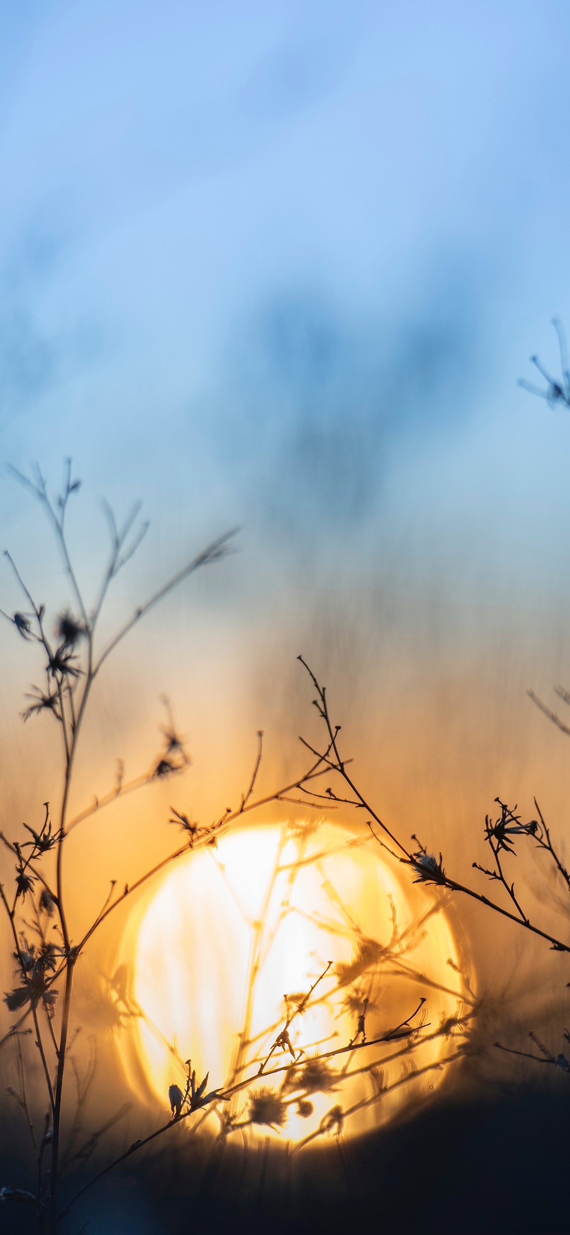 [2436×1125]自然 美景 植物 阳光 苹果手机壁纸图片