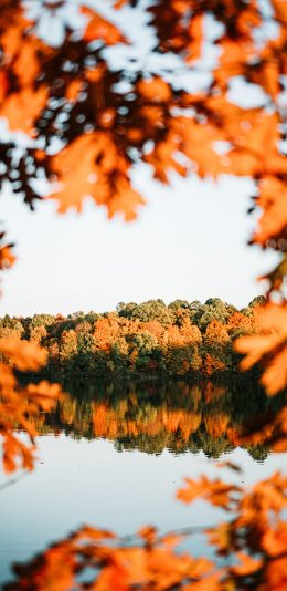 [2436x1125]自然 美景 湖泊 树木 枫叶 秋季 苹果手机壁纸图片