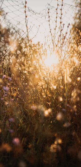[2436x1125]自然 花丛 鲜花 阳光 苹果手机壁纸图片