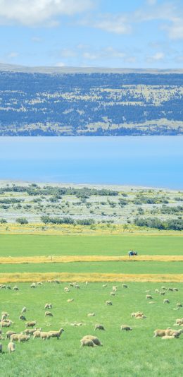 [2436x1125]自然 草原 羊群 风景（取自微博：Kelvin李） 苹果手机壁纸图片