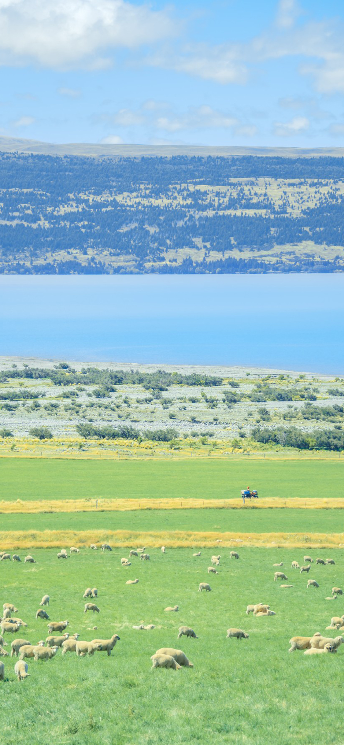 [2436×1125]自然 草原 羊群 风景（取自微博：Kelvin李） 苹果手机壁纸图片