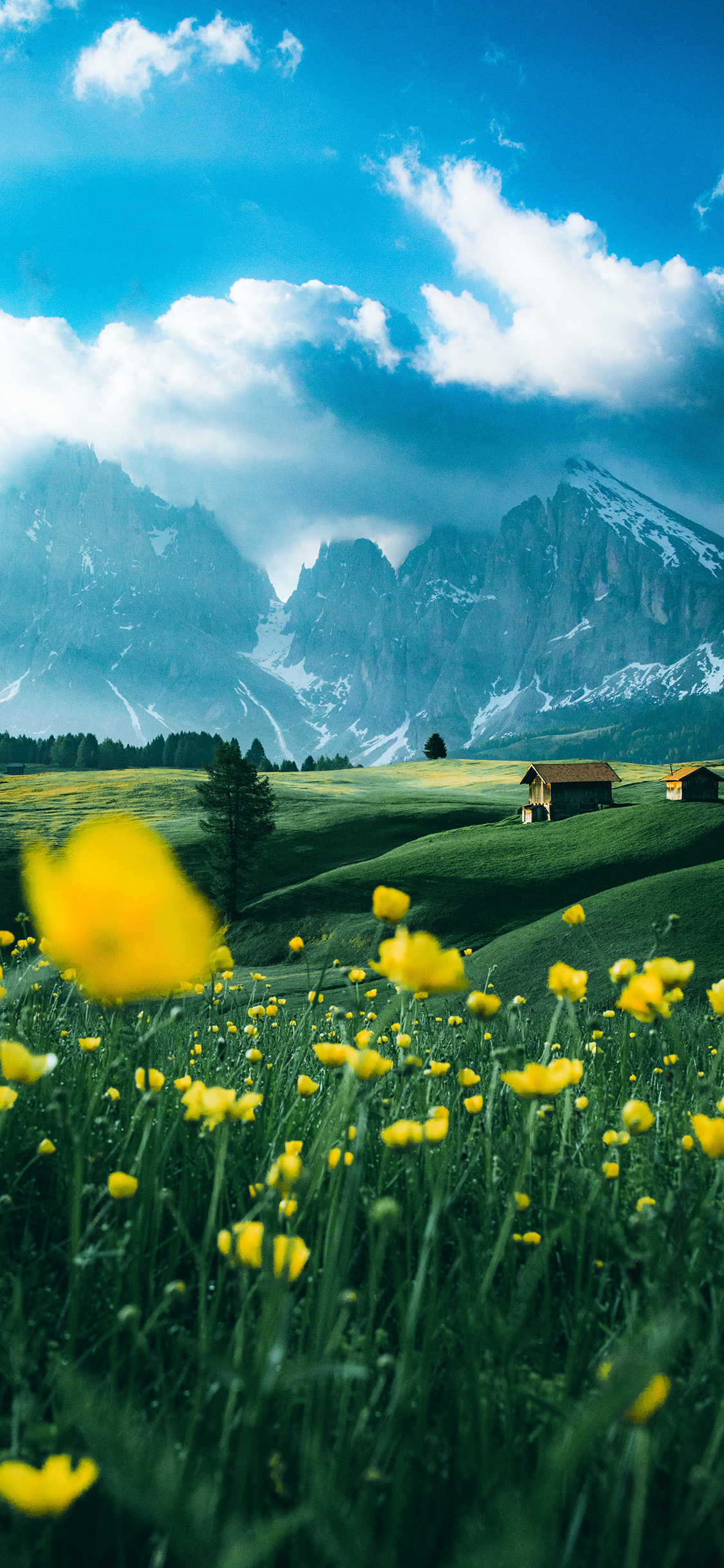 [2436×1125]自然 蓝天 山峰 鲜花 花田 苹果手机壁纸图片