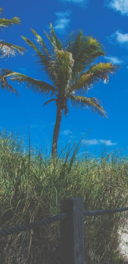 [2436x1125]自然 蓝天白云 树木 草丛 美景 苹果手机壁纸图片