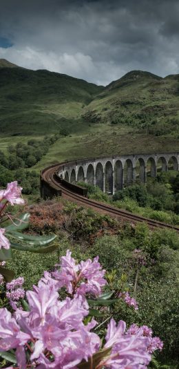 [2436x1125]自然 郊外 车道 鲜花 粉色 苹果手机壁纸图片