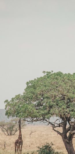[2436x1125]自然 长颈鹿 树木 野外 苹果手机壁纸图片