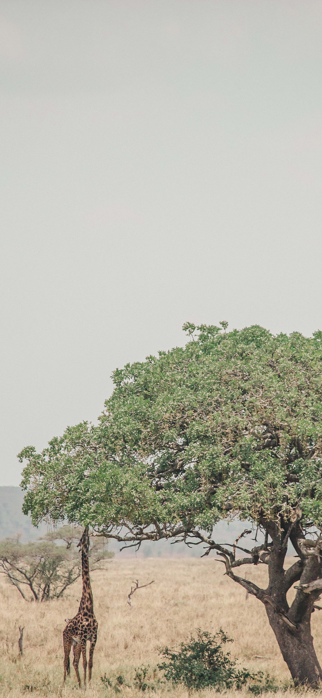 [2436×1125]自然 长颈鹿 树木 野外 苹果手机壁纸图片