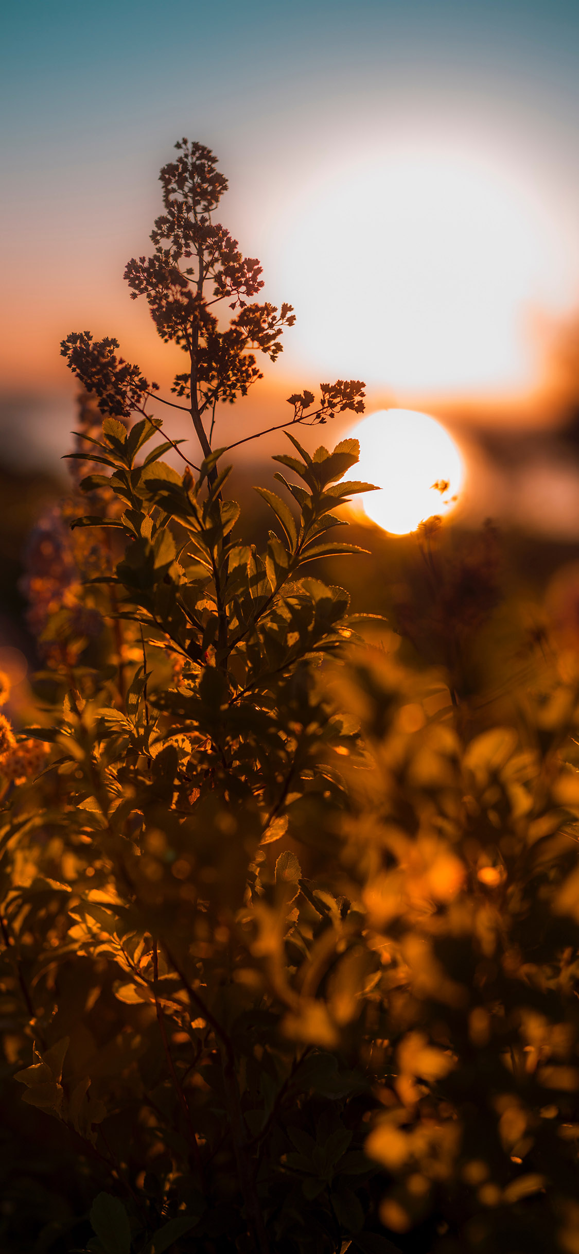 [2436×1125]自然 鲜花 枝叶 落日 苹果手机壁纸图片