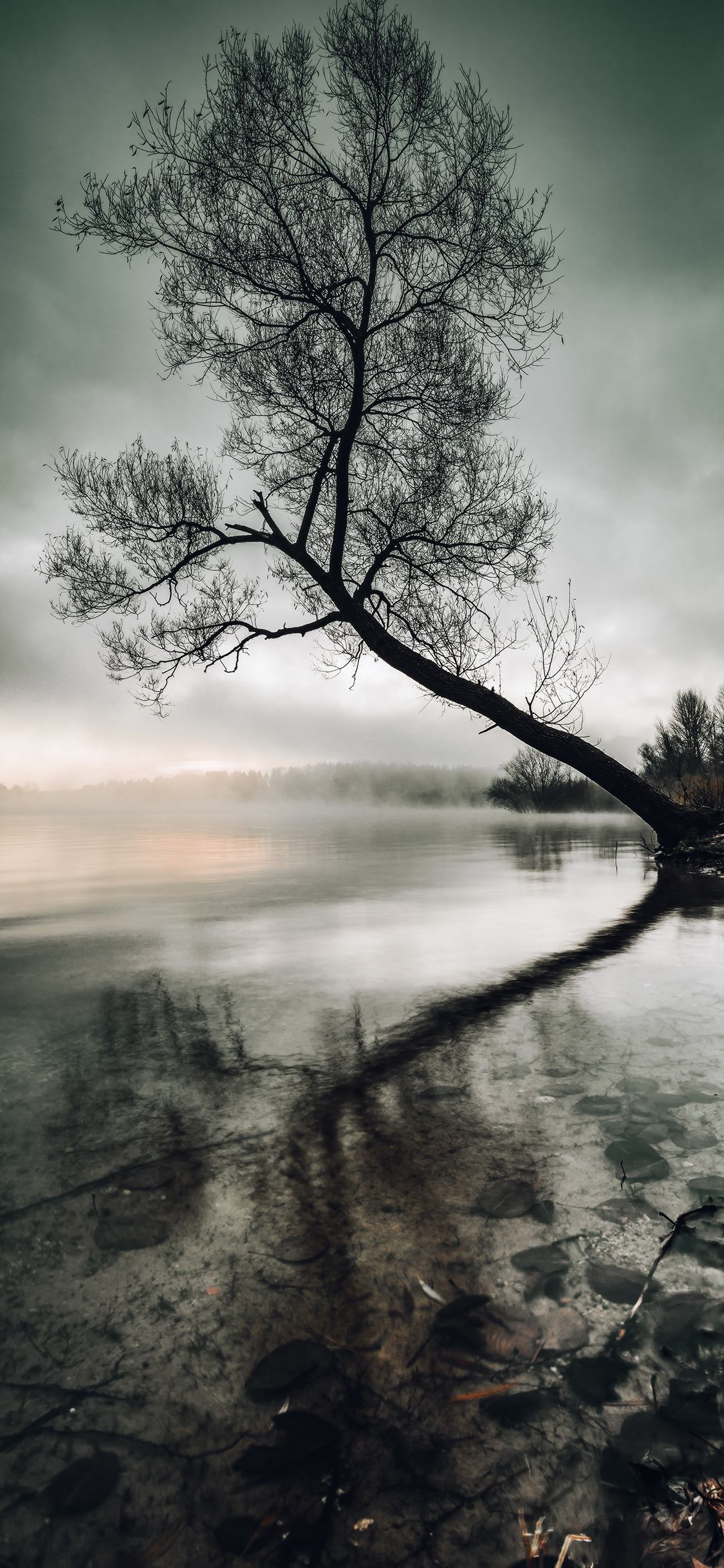 [2436×1125]自然生态 湖面 树木 倒映 苹果手机壁纸图片