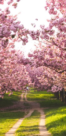 [2436x1125]自然美景 园林 桃花 草地 苹果手机壁纸图片