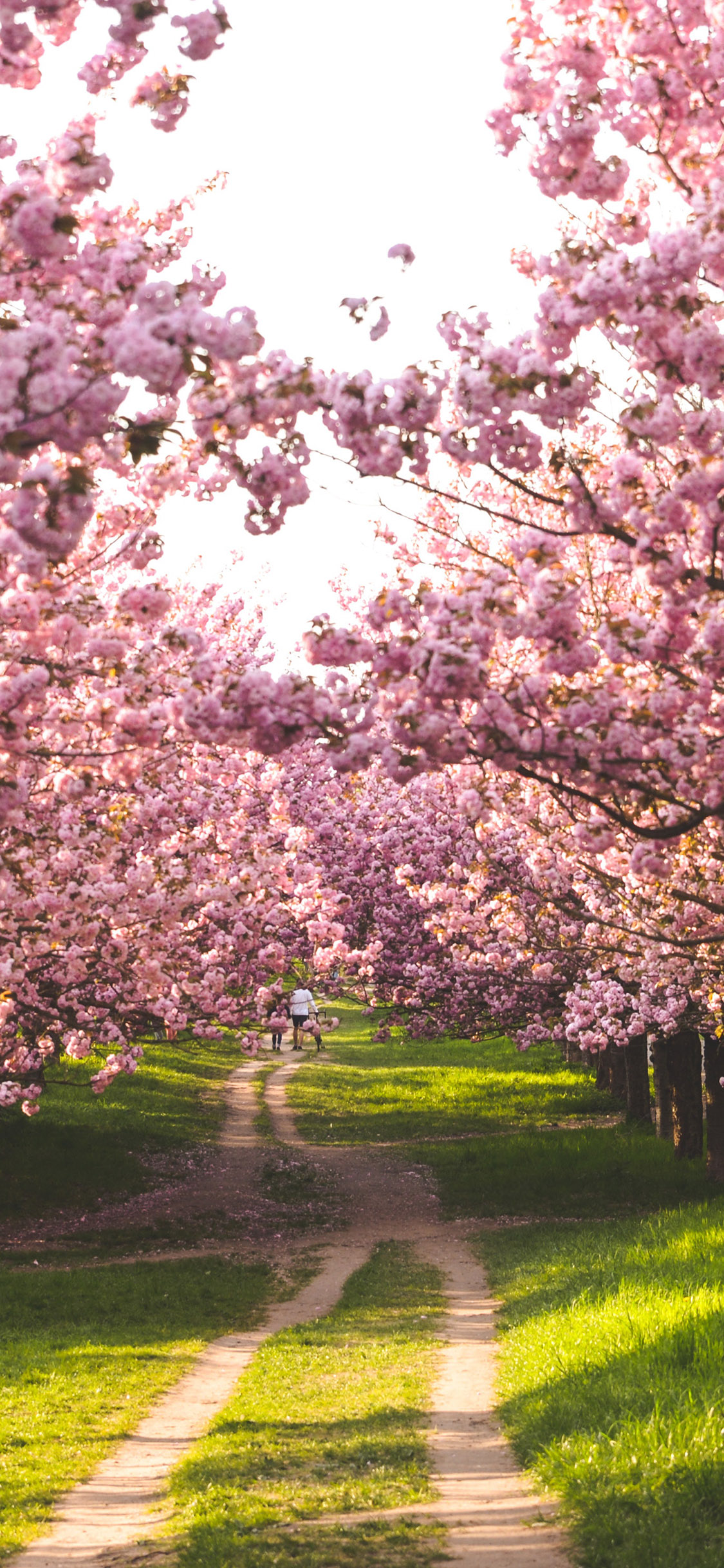[2436×1125]自然美景 园林 桃花 草地 苹果手机壁纸图片