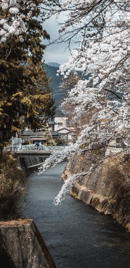 [2436x1125]自然美景 河流 树木 白色鲜花 唯美 苹果手机壁纸图片