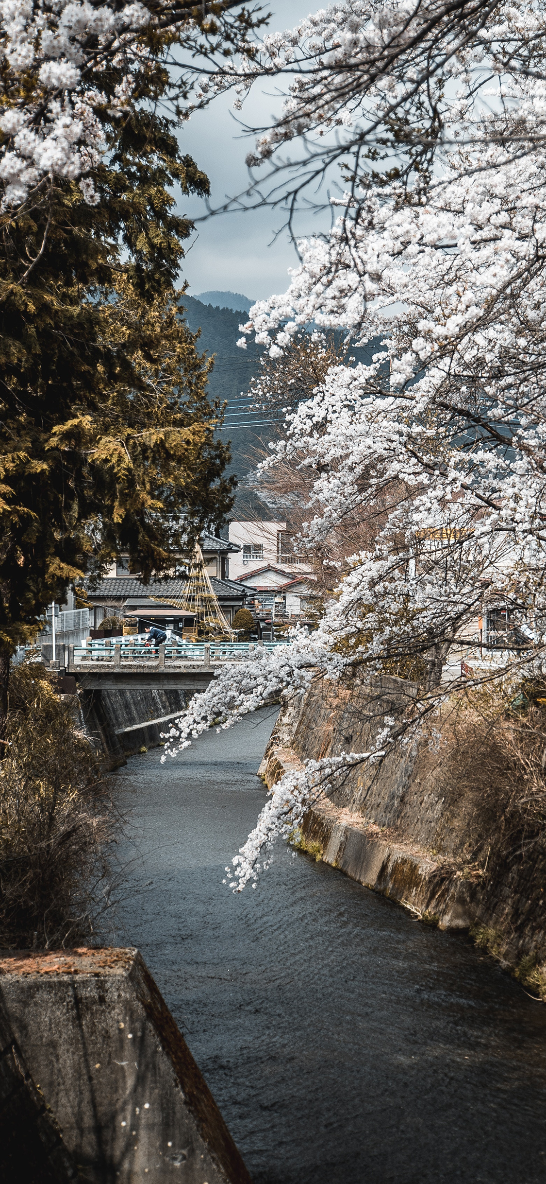 [2436×1125]自然美景 河流 树木 白色鲜花 唯美 苹果手机壁纸图片