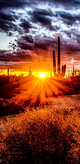 [2436x1125]自然美景 落日 天空 草丛 苹果手机壁纸图片