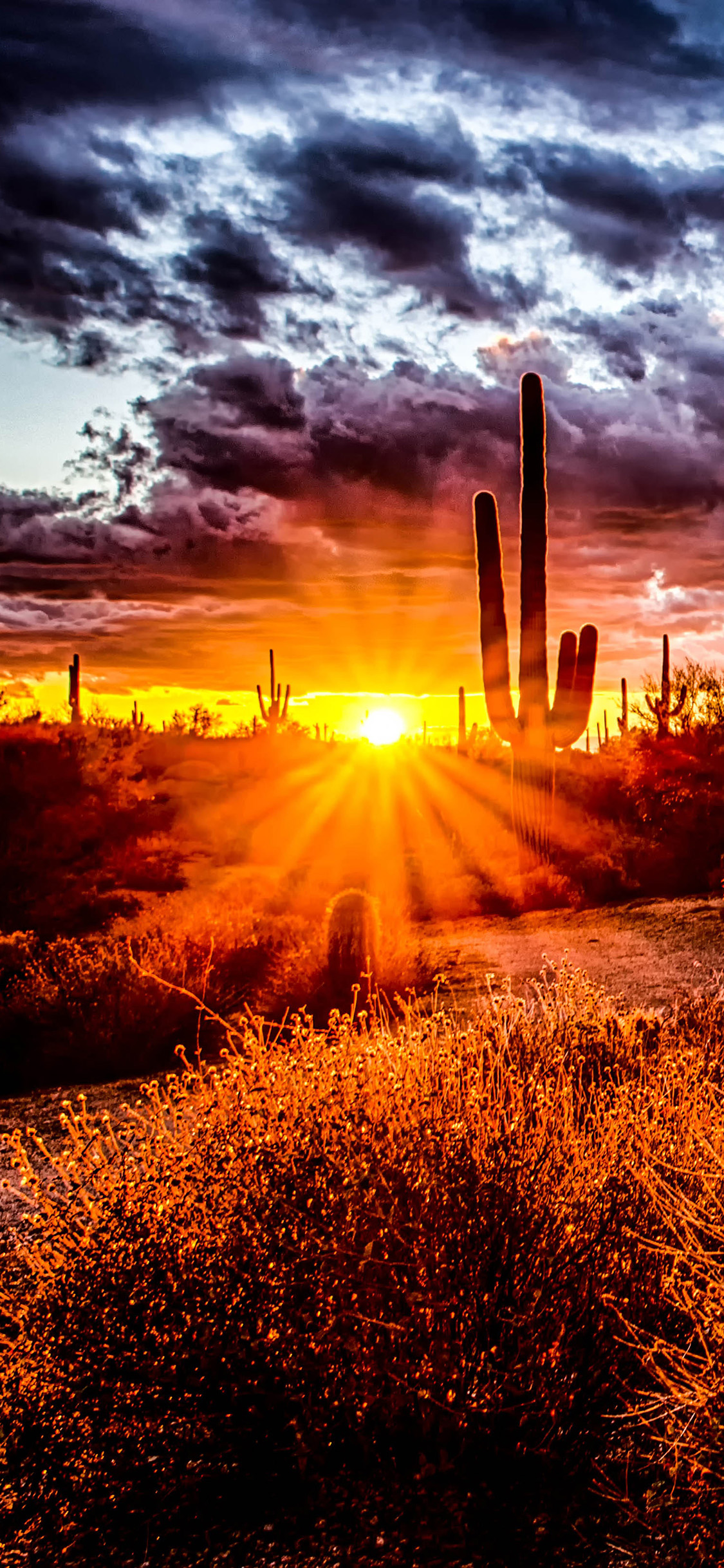 [2436×1125]自然美景 落日 天空 草丛 苹果手机壁纸图片