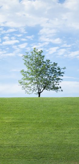 [2436x1125]自然美景 蓝天白云 草地 树木 苹果手机壁纸图片
