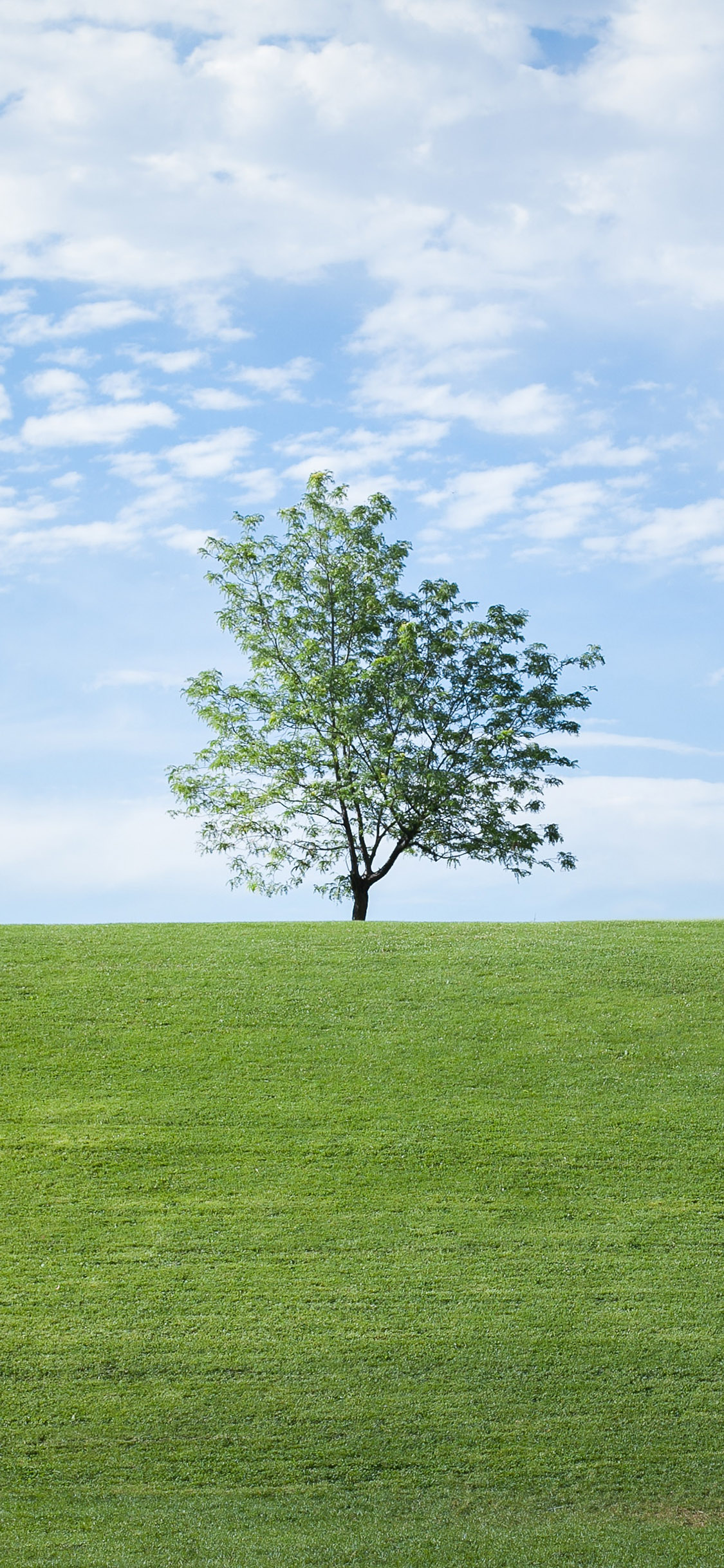 [2436×1125]自然美景 蓝天白云 草地 树木 苹果手机壁纸图片