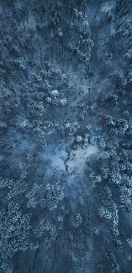 [2436x1125]航拍 树林 树木 自然 苹果手机壁纸图片