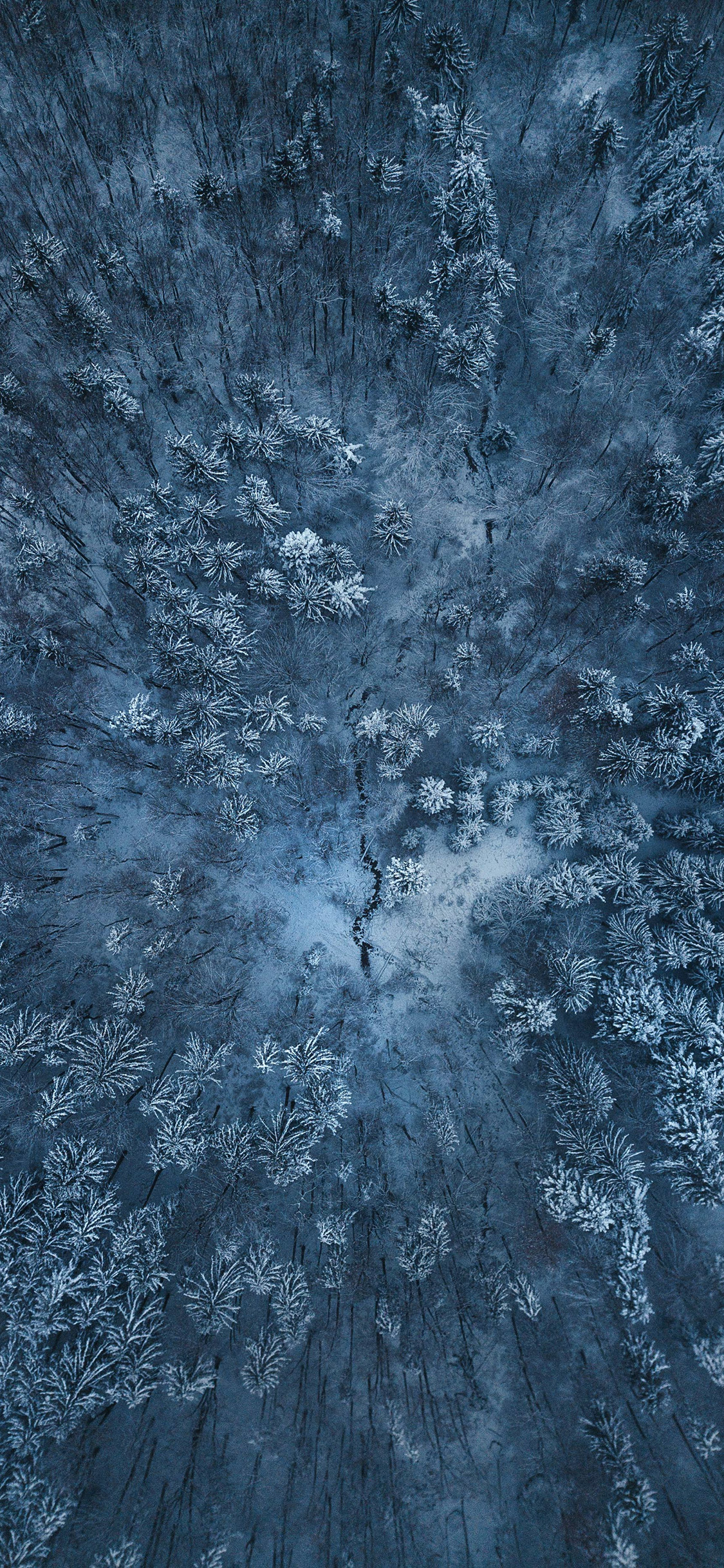 [2436×1125]航拍 树林 树木 自然 苹果手机壁纸图片