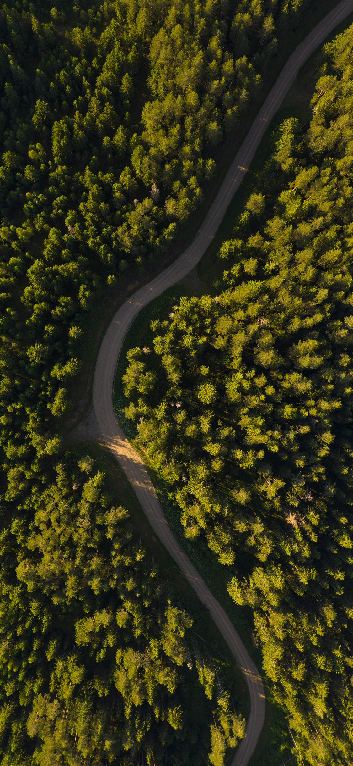 [2436×1125]航拍 森林 树木 道路 苹果手机壁纸图片