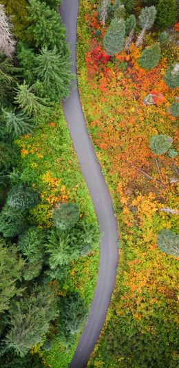 [2436x1125]航拍 美景 树木 道路 苹果手机壁纸图片