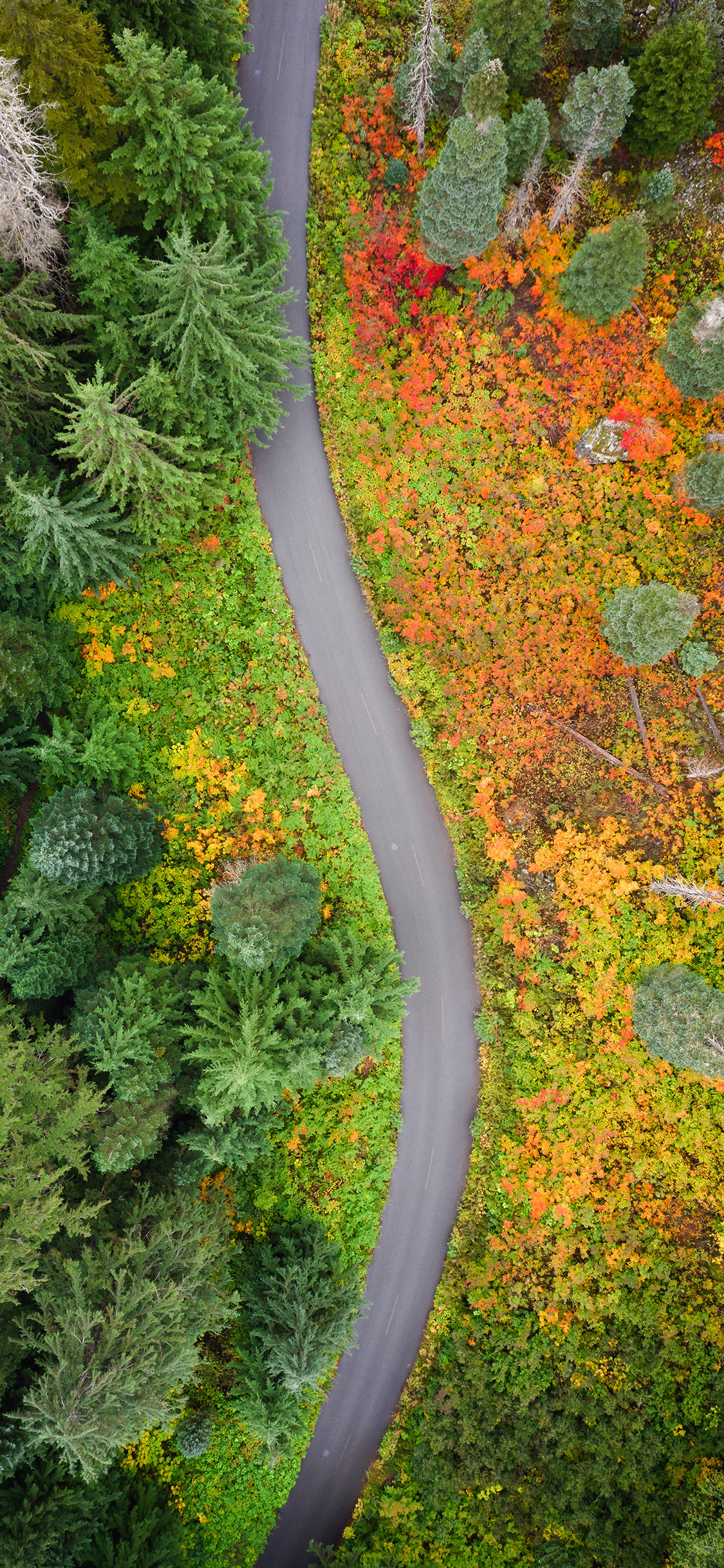 [2436×1125]航拍 美景 树木 道路 苹果手机壁纸图片