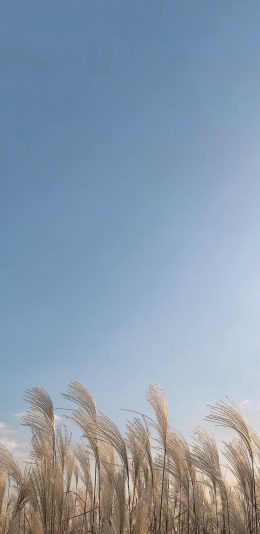 [2436x1125]芦苇 郊外 蓝色 渐变 苹果手机壁纸图片
