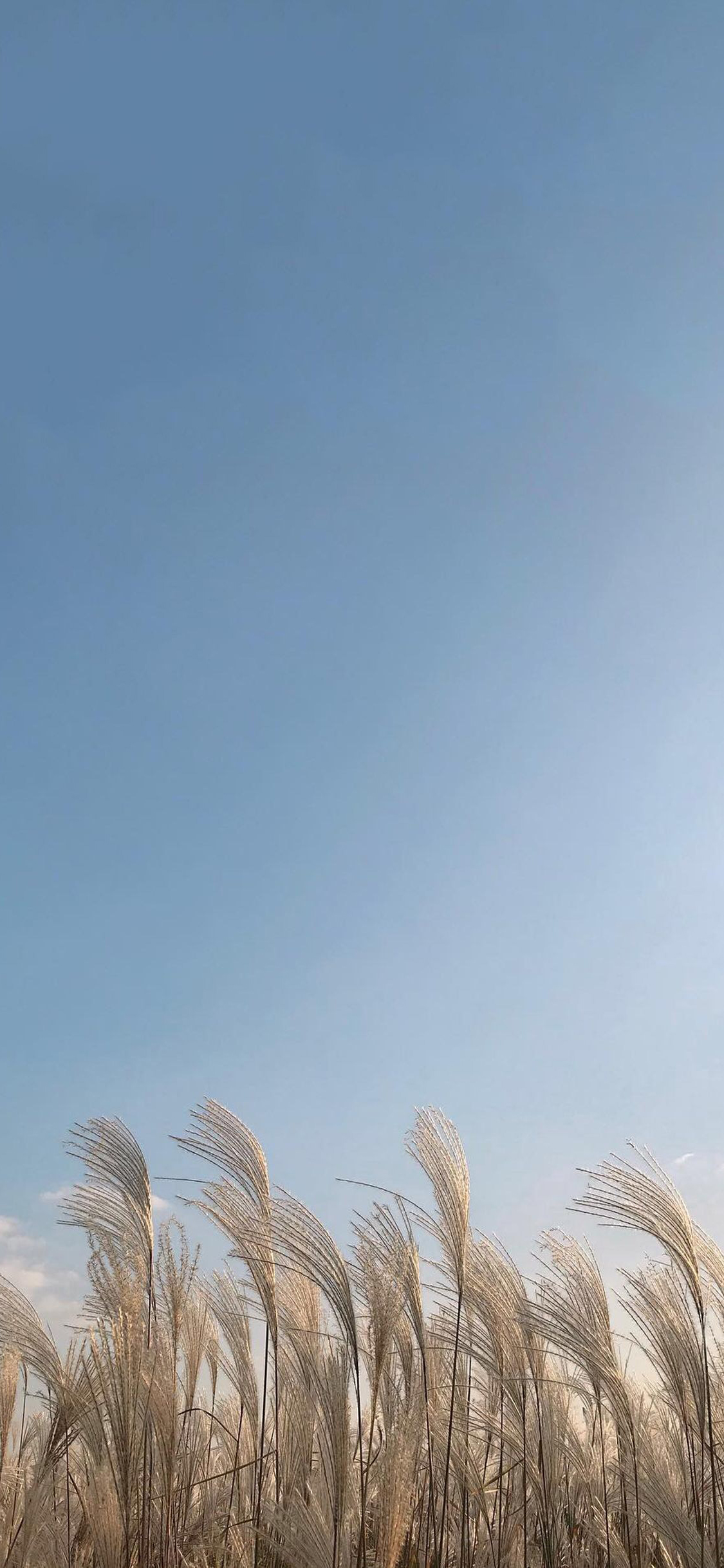 [2436×1125]芦苇 郊外 蓝色 渐变 苹果手机壁纸图片