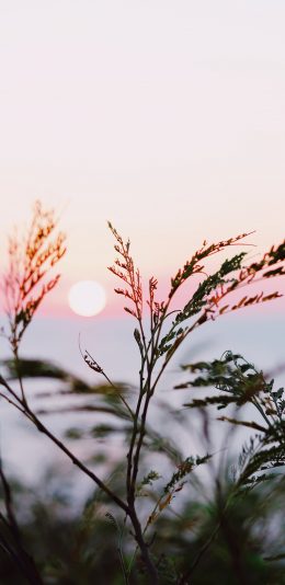 [2436x1125]芦苇 野草 夕阳 天空 渐变 苹果手机壁纸图片